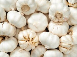 Garlic