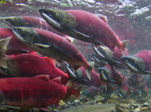 Wild salmon