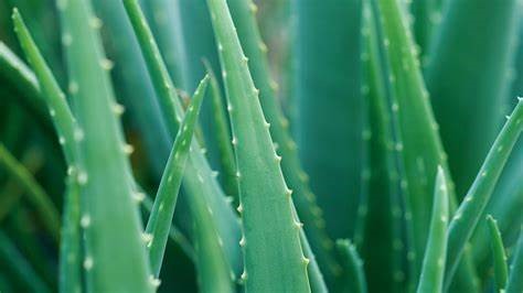 Aloe Vera