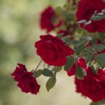 Amazing beauty and health benefits of roses