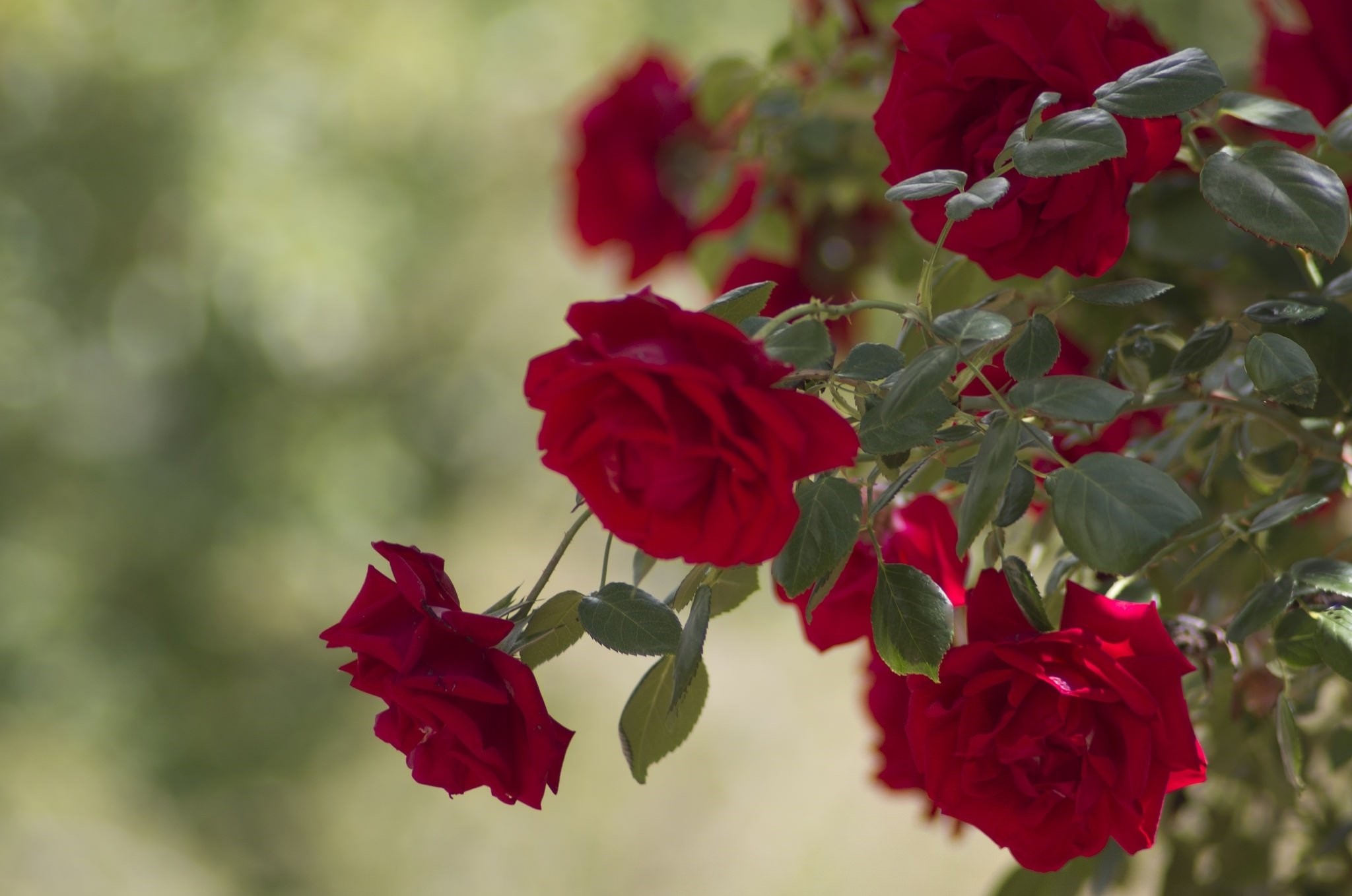 Amazing beauty and health benefits of roses