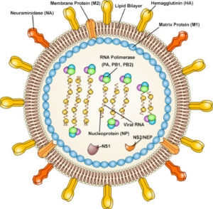 Fighting Influenza, Influenza, and Fungal Infections Prevent Influenza