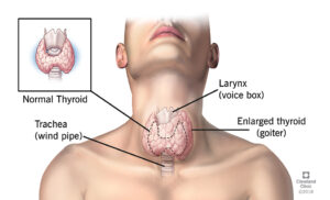 How does the thyroid work
