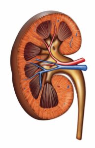 Kidney transplantation