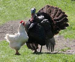 Chicken and turkey