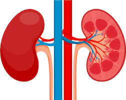 Symptoms and Causes of End-Stage Kidney Disease