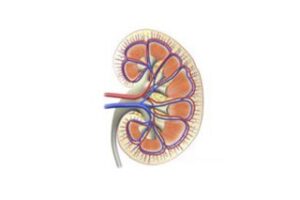 symptoms of late kidney disease