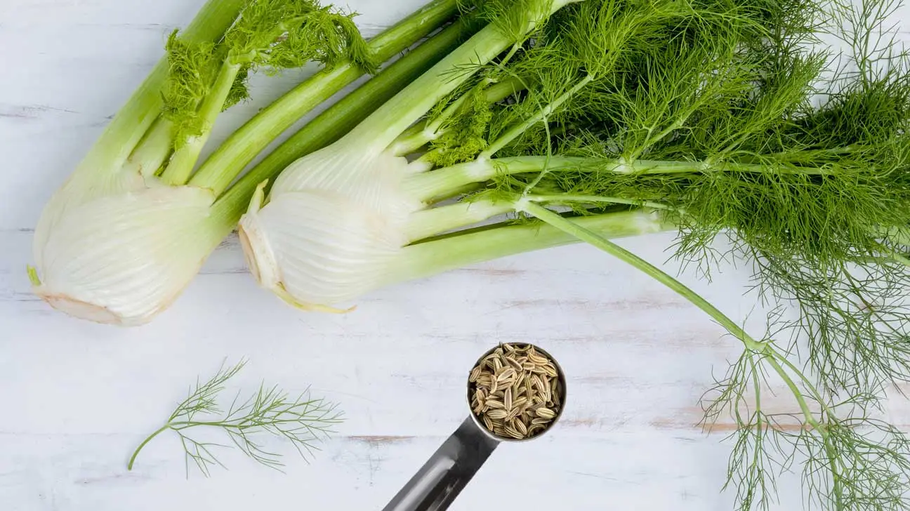 Fennel Seeds Benefits Fennel Seeds are good for you, but know how to use them.