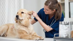 Veterinarian