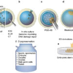 IVF treatment - Egg Vitrification