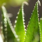 Aloe Vera: Not Just for Sunburns