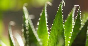 Aloe Vera: Not Just for Sunburns