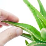 Top 5 medical benefits of aloe vera