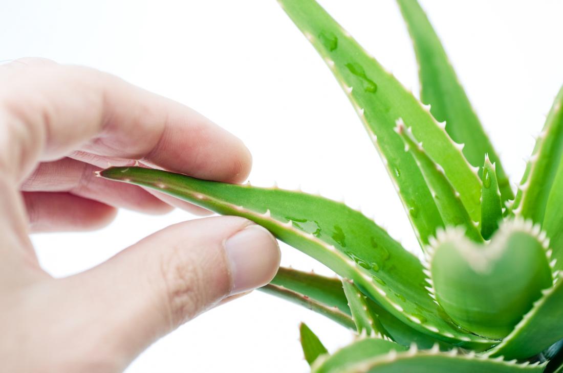 Top 5 medical benefits of aloe vera