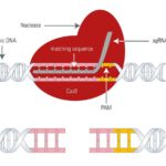 Understanding CRISPR: Editing Genes for Potential Medical Breakthroughs