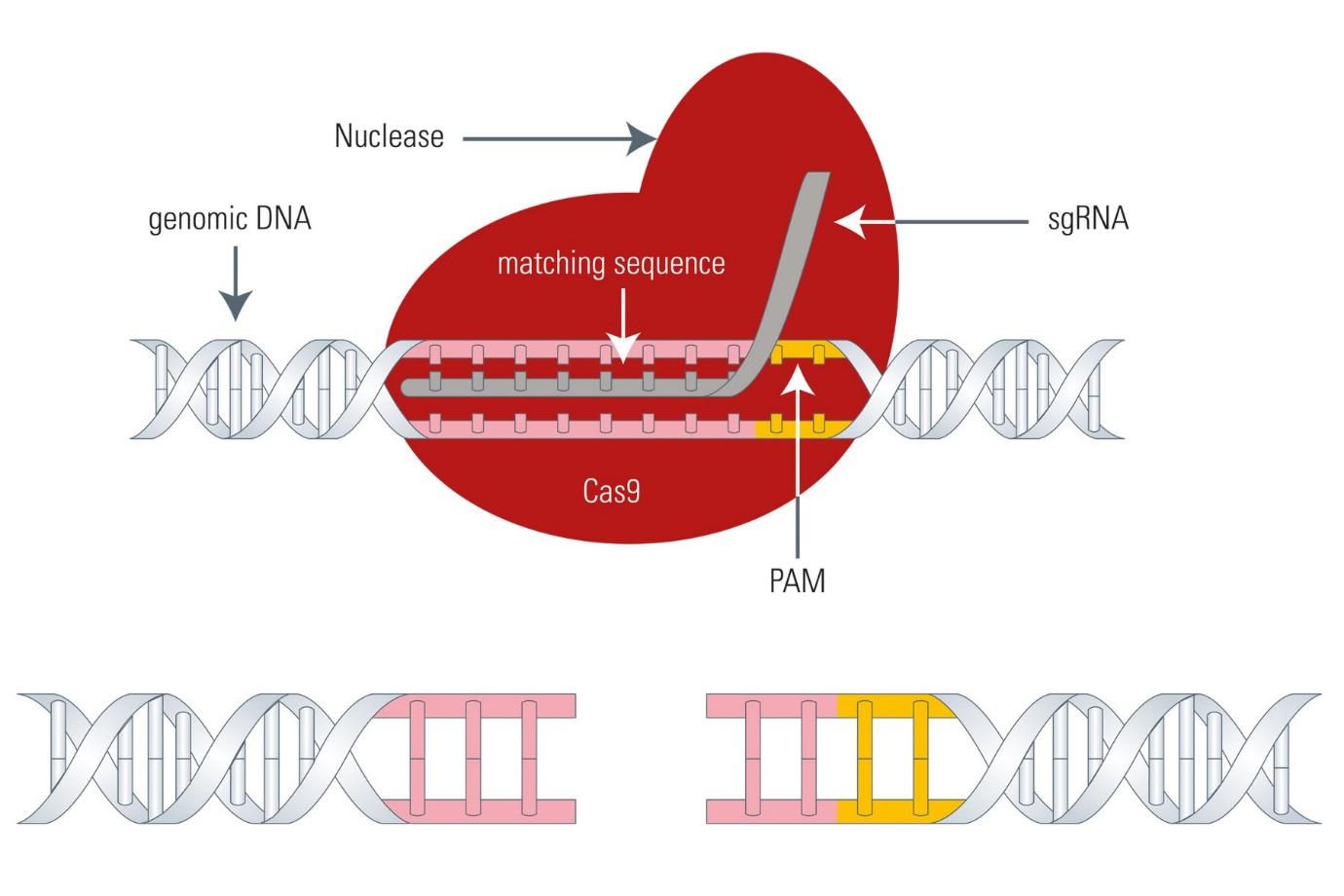 Understanding CRISPR: Editing Genes for Potential Medical Breakthroughs