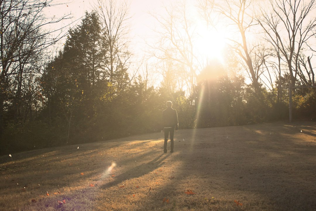 Natural light outdoors among trees
