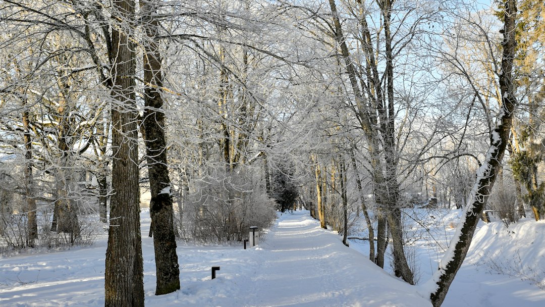 Winter daylight in a snow-covered park